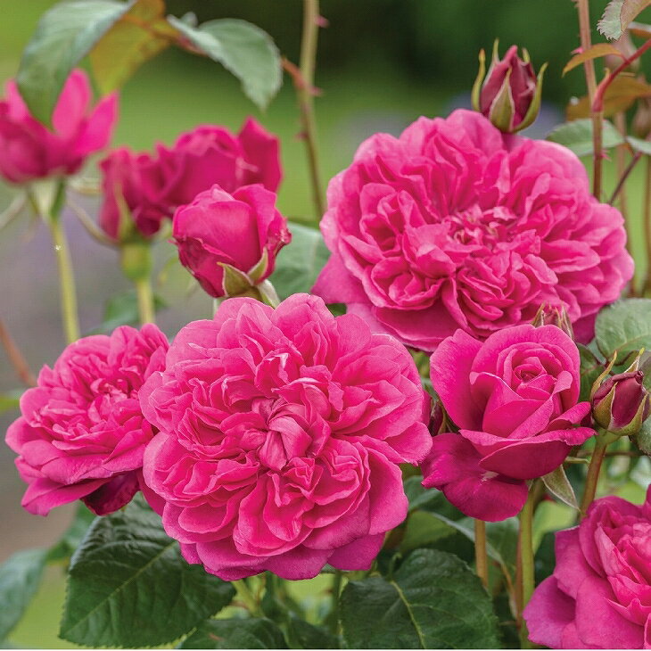 バラ 苗 イングリッシュローズ 【ジェームズLオースチン 返り咲く】 2年生 接ぎ木大苗 6リットル 鉢植..