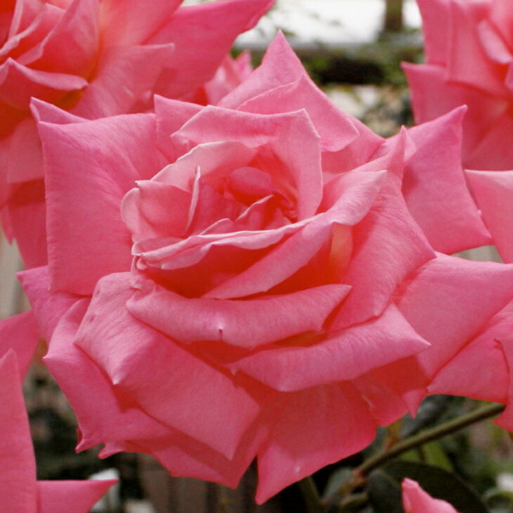 バラ 苗 【芳純 (HT) 大輪 四季咲き】 1年生 接ぎ木 新苗 薔薇 ローズ バラ の 苗