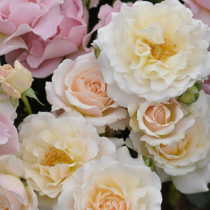 バラ 苗 河本バラ園 【シュシュ (FL) 中輪 四季咲き】 2年生 接ぎ木大苗 薔薇 河本バラ園バラ苗のサムネイル