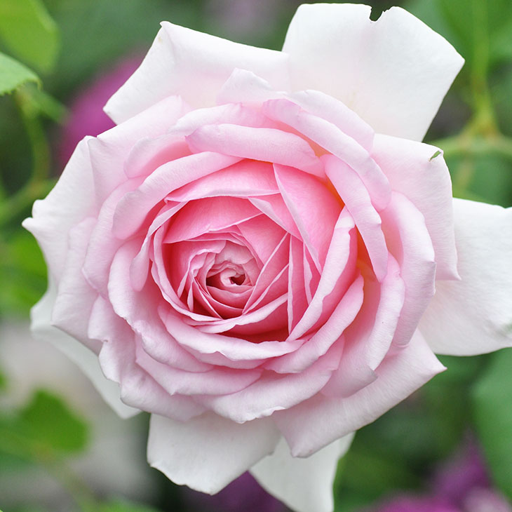 女優など有名人の名前が使われたバラ一覧 花の特徴と人物について解説 Botanica
