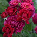 バラ 苗 河本バラ園 【コリーヌルージュ (FL) 中輪 四季咲き】 2年生 接ぎ木大苗 薔薇 河本バラ園バラ苗