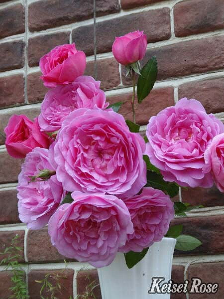 バラ 苗 京成 【オーキッド ロマンス (FL) 中輪 四季咲き】 2年生 接ぎ木大苗 薔薇 ローズ バラ の 苗 ..