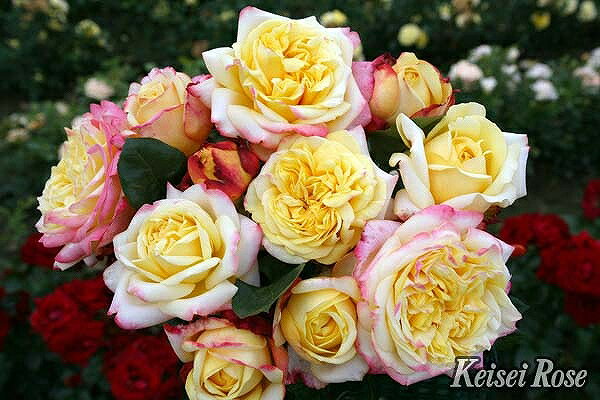 バラ 苗 京成 【コルデス ジュビリー (CL) 四季咲き】 2年生 接ぎ木大苗 薔薇 ローズ バラ の 苗 京成 バラ 園のサムネイル
