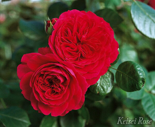 バラ 苗 京成 【レッドレオナルドダビンチ (修景バラ) 四季咲き】 2年生 接ぎ木大苗 薔薇 ローズ バラ の 苗 京成 バラ 園