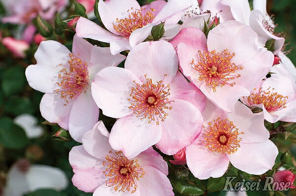 バラ 苗 京成 【ピンクサクリーナ (修景バラ) 四季咲き】 2年生 接ぎ木大苗 薔薇 ローズ バラ の 苗 京..