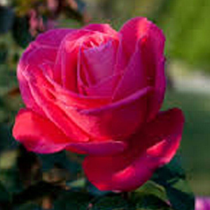 ◆OUTLET ROSE◆ [楽天市場限定販売]バラ 苗 【つるバラ マリアカラス (CL) 大輪 返り咲き】 2年生 接ぎ木大苗 アーチ向け 薔薇 ローズ バラ の 苗