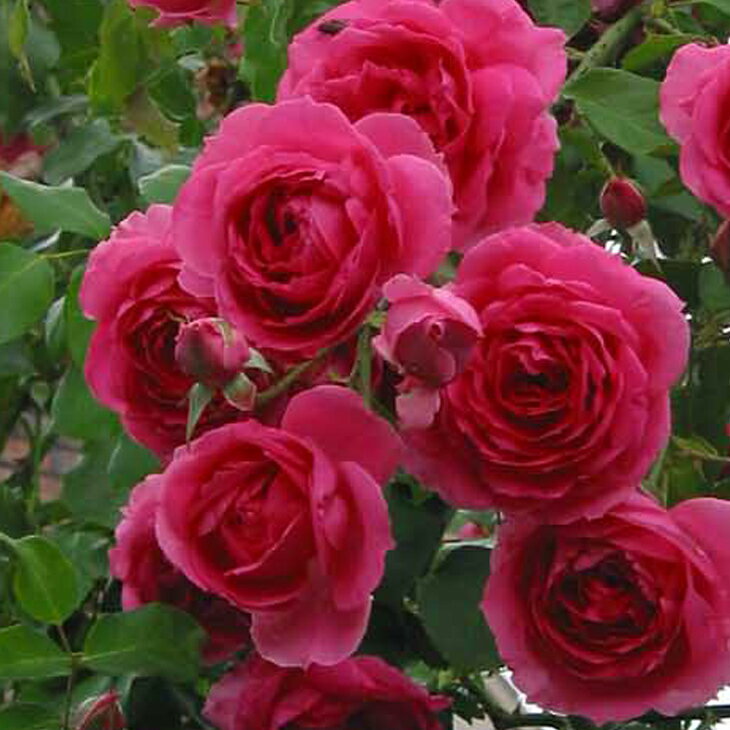  ◆グリGO!春の在庫一掃◆ バラ 苗  2年生 接ぎ木大苗 アーチ向け 薔薇 ローズ バラ の 苗