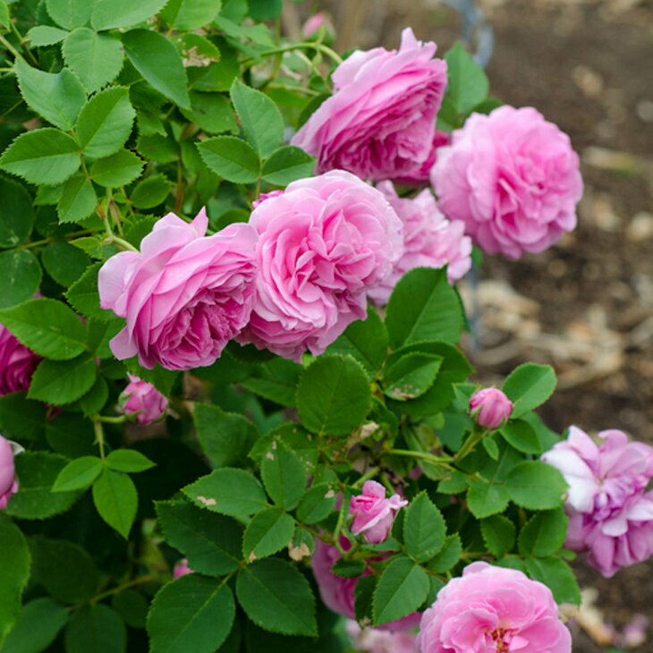 バラ 苗 【ラレーヌヴィクトリア (old) オールドローズ 中輪 返り咲き】 1年生 接ぎ木 新苗 薔薇 ローズ バラ の 苗