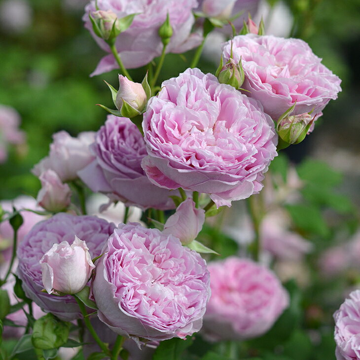 バラ 苗 ロサオリエンティス 【ホーラ (FL) 中輪 四季咲き】 2年生 接ぎ木大苗 薔薇 ローズ