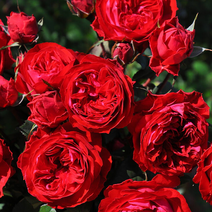 バラ 苗 ロサオリエンティス 【マイローズ (FL) 小中輪 四季咲き強い】 2年生 接ぎ木大苗 薔薇 ローズ