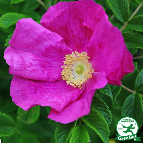 バラ 苗 【ハマナス赤一重 (old) 】 1年生 接ぎ木 新苗 薔薇 ローズ バラ の 苗