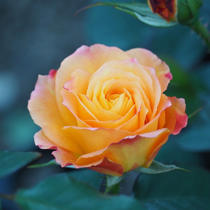 バラ 苗 【アンネフランク (FL) 】 1年生 接ぎ木 新苗 薔薇 ローズ バラ の 苗のサムネイル