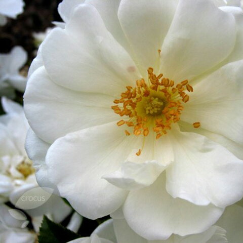 ◆送料無料◆ バラ 苗 フラワーカーペットローズ 【ホワイト (修景バラ) 四季咲き】 1年生 挿し木 3.5号 (10.5cm) ポット苗 （ニーム小袋付き） 薔薇 ローズ バラ の 苗 苗木 白 生垣 グランドカバー ノアックローゼン ※北海道・沖縄は送料無料適用外です。のサムネイル