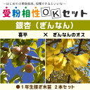 ◆送料無料◆ ぎんなん 苗 【ぎんなん2品種 受粉相性OKセット 喜平 × ぎんなんのオス】 1年生 接ぎ木苗 ×2本セット （ニーム小袋付き） 銀杏 イチョウ 苗木 果樹 果樹苗 イチョウの木樹 ※北海道・沖縄は送料無料適用外です。