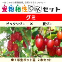 ◆送料無料◆ グミ 苗木 【グミ2品種 受粉相性OKセット ビックリグミ × 夏グミ】 1年生 ポット苗 ×2本セット （ニーム小袋付き） 茱萸 胡頽子 ナツグミ 苗 果樹 果樹苗 ※北海道 沖縄は送料無料適用外です。