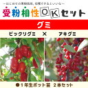 グミ 苗木 【グミ2品種 受粉相性OKセット ビックリグミ × アキグミ】 1年生 ポット苗 ×2本セット茱萸 胡頽子 ナツグミ 苗 果樹 果樹苗