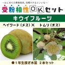 キウイ 苗木  1年生 接ぎ木苗 ×2本セットキウイフルーツ キュウイ 苗 果樹 果樹苗 受粉樹セット