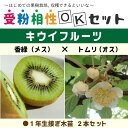 キウイ 苗木  1年生 接ぎ木苗 ×2本セットキウイフルーツ キュウイ 苗 果樹 果樹苗 受粉樹セット