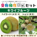 キウイ 苗木  1年生 シマサルナシ台 接ぎ木苗 ×2本セット キウイフルーツ キュウイ 苗 果樹 果樹苗 受粉樹セット