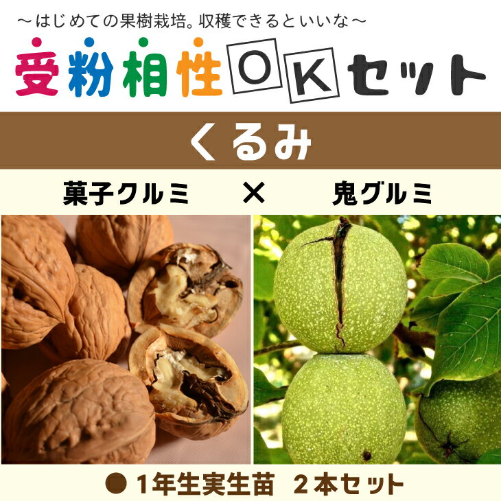 送料無料 くるみ 苗木 【くるみ2品種 受粉相性OKセット 菓子クルミ 鬼グルミ】 1年生 実生苗 2本セット ニーム小袋付き 胡桃 苗 くるみの木 果樹 果樹苗 北海道・沖縄は送料無料適用外です 