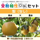 ◆送料無料◆ 梨 苗木 【梨2品種 受粉相性OKセット 幸水 × 豊水】 1年生 接ぎ木苗 ×2本セット (ニーム小袋付き) なし 苗 果樹 果樹苗 ※北海道・...