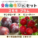 ◆送料無料◆ スモモ プラム 苗  1年生 接ぎ木苗 ×2本セット （ニーム小袋付き） 李 苗 果樹 果樹苗 ※北海道・沖縄は送料無料適用外です。