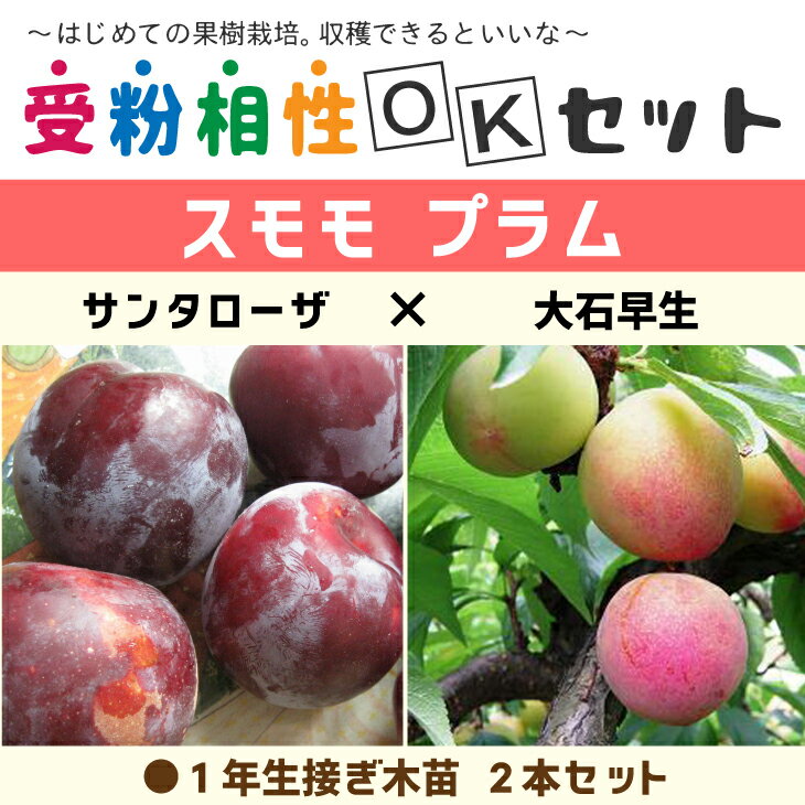 スモモ プラム 苗  1年生 接ぎ木苗 ×2本セット李 苗 果樹 果樹苗