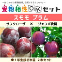 スモモ プラム 苗  1年生 接ぎ木苗 ×2本セット李 苗 果樹 果樹苗