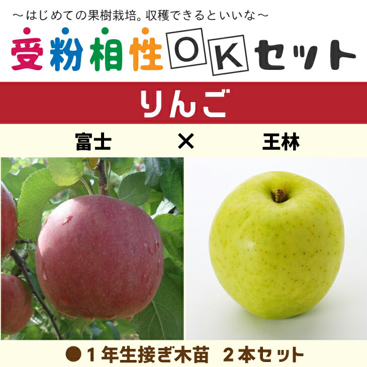 りんご 苗木  1年生 接ぎ木苗 ×2本セット林檎 苗 果樹 果樹苗 受粉樹セット