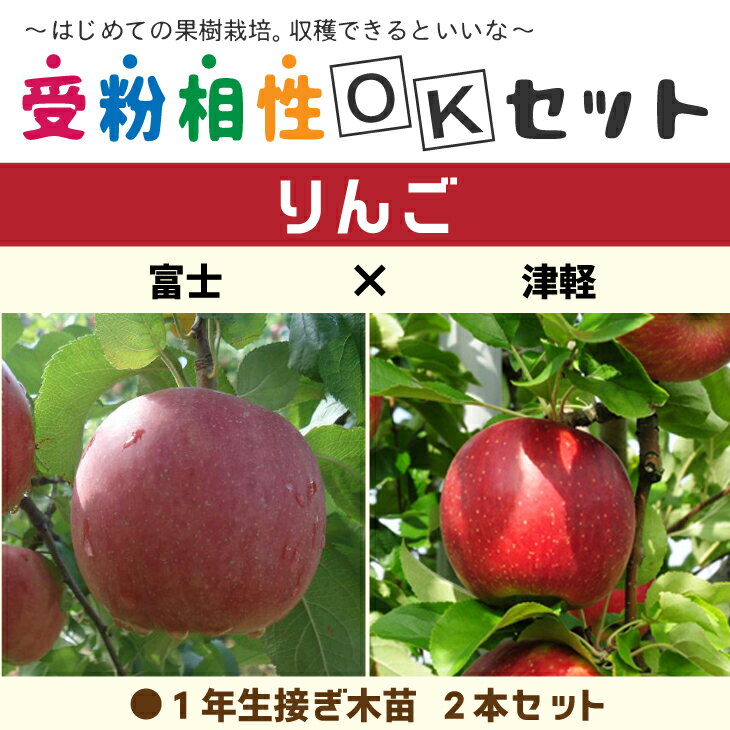 りんご 苗木  1年生 接ぎ木苗 ×2本セット林檎 苗 果樹 果樹苗 受粉樹セット