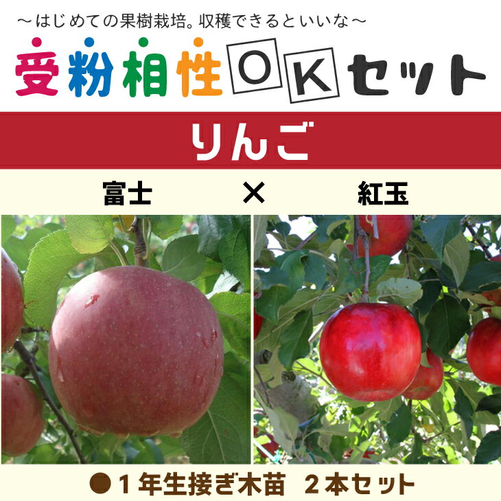 りんご 苗木 【りんご2品種 受粉相性OKセット 富士 × 紅玉】 1年生 接ぎ木苗 ×2本セット林檎 苗 果樹 果樹苗 受粉樹セットのサムネイル