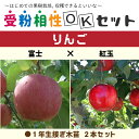 りんご 苗木 【りんご2品種 受粉相性OKセット 富士 × 紅玉】 1年生 接ぎ木苗 ×2本セット林檎 苗 果樹 果樹苗 受粉樹セット