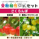 さくらんぼ 苗木 【さくらんぼ2品種 受粉相性OKセット 香夏錦 × 黄色いサクランボ】 1年生 接ぎ木苗 ×2本セットチェリー 桜桃 さくらんぼ苗 果樹 果樹苗