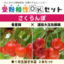 さくらんぼ 苗木 【さくらんぼ2品種 受粉相性OKセット 香夏錦 × 選抜大玉佐藤錦】 1年生 接ぎ木苗 ×2本セットチェリー 桜桃 さくらんぼ苗 果樹 果樹苗