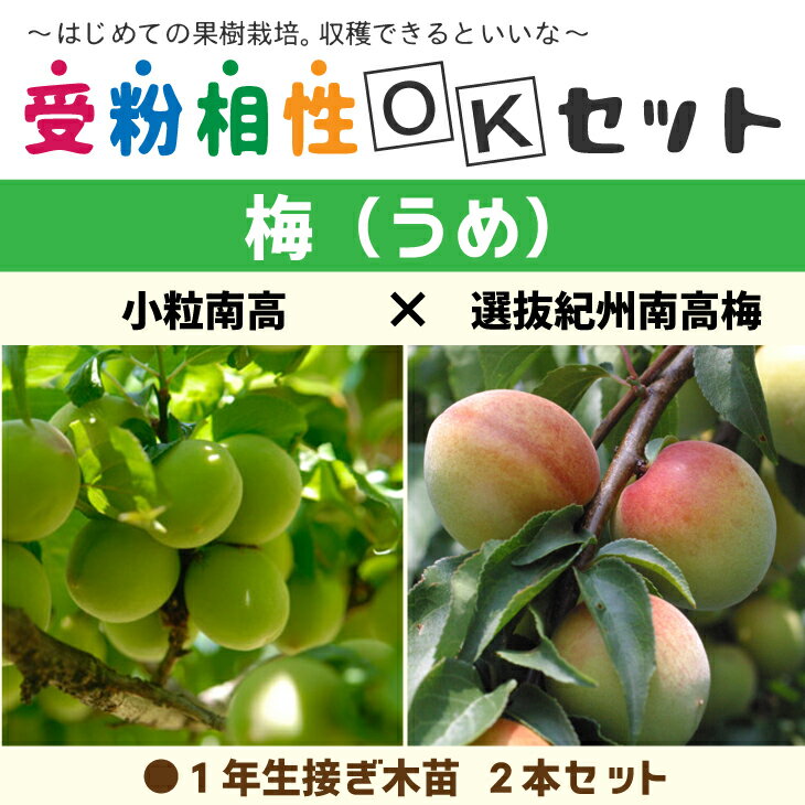 送料無料 梅 苗木 【梅2品種 受粉相性OKセット 小粒南高 選抜紀州南高梅】 1年生 接ぎ木苗 2本セット ニーム小袋付き うめ 苗 果樹 果樹苗 北海道・沖縄は送料無料適用外です 