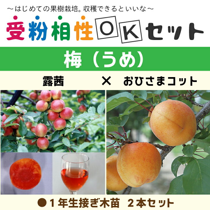 送料無料 梅 苗木 【梅2品種 受粉相性OKセット 露茜 ［登録品種］ おひさまコット ［登録品種］】 1年生 接ぎ木苗 2本セット ニーム小袋付き うめ 杏 杏子 アプリコット 苗 果樹 果樹苗 北海道…