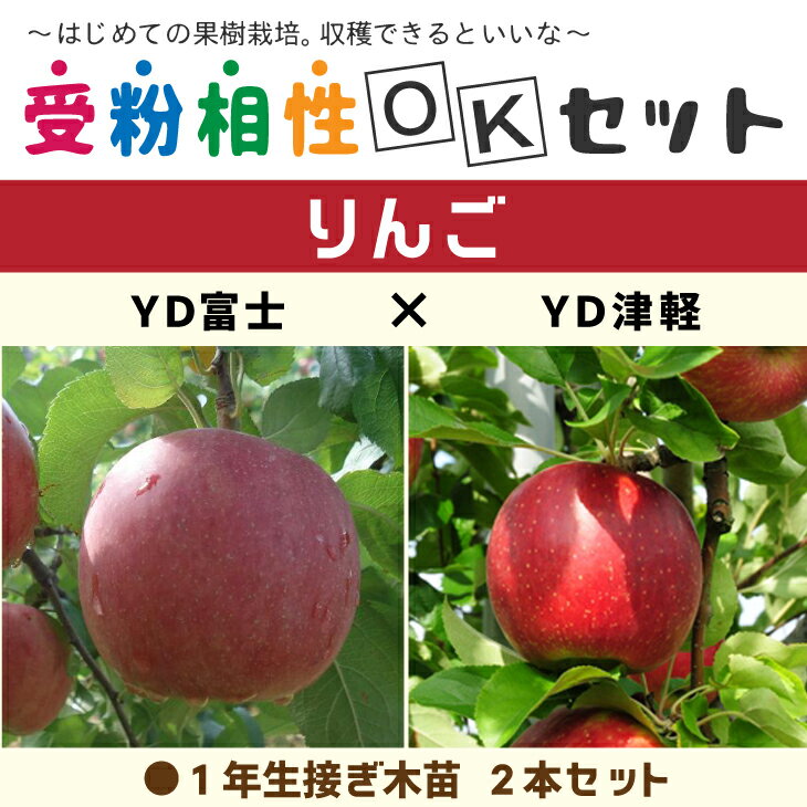 りんご 苗木  1年生 接ぎ木苗 ×2本セット林檎 苗 矮性台木 果樹 果樹苗 受粉樹セット