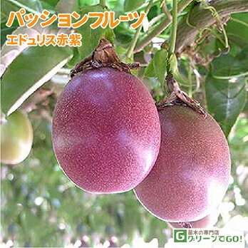 パッションフルーツ 苗 【エドゥリス （赤紫）】1年生 挿し木苗 苗木 熱帯果樹 観葉植物 時計草 クダモノトケイソウ 緑のカーテン グリーンカーテンのサムネイル