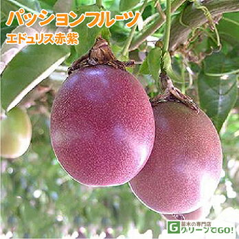 パッションフルーツ 苗 【エドゥリス （赤紫）】1年生 挿し木苗 苗木 熱帯果樹 観葉植物 時計草 クダモノトケイソウ 緑のカーテン グリーンカーテン