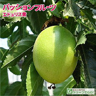 パッションフルーツ 苗 【エドゥリス （黄）】 1年生 挿し木苗 苗木 熱帯果樹 観葉植物 時計草 クダモノトケイソウ 緑のカーテン グリーンカーテン