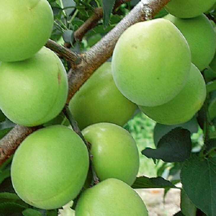 梅 苗木 【翠香 （すいこう） ［登録品種］】 1年生 接ぎ木 ポット苗 うめ 苗 果樹 果樹苗のサムネイル