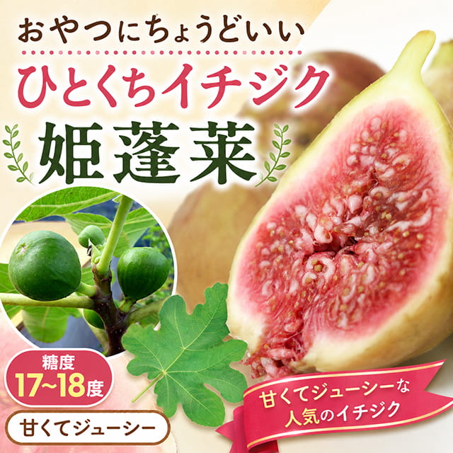 楽天市場】いちじく 苗 蓬莱柿の通販