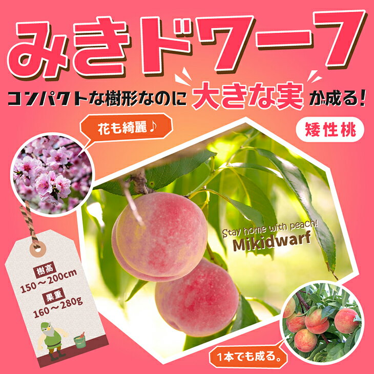 送料無料 桃 苗木 【矮性桃 みきドワーフ ［登録品種］】 ポット苗 ニーム小袋付き もも 苗 果樹 果樹苗 北海道・沖縄は送料無料適用外です 