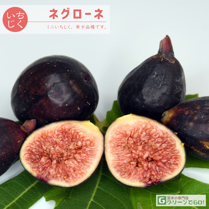 楽天市場】イチジク 苗の通販 楽天市場】イチジク 苗の通販