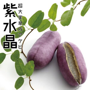 アケビ 苗 【紫水晶 (R)】 接ぎ木苗 三つ葉アケビ 通草 丁翁 山女 苗木 果樹 果樹苗 つる 落葉樹