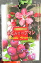 りんご 苗木 【ネビルコープマン】 1年生 接ぎ木苗 林檎 苗 果樹 果樹苗 クラブアップル