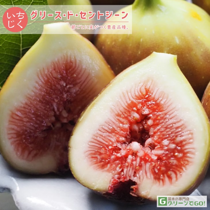 楽天市場】ブリジャソットグリース イチジク 苗の通販 楽天市場】ブリジャソットグリース イチジク 苗の通販