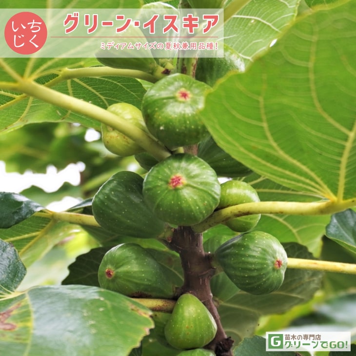 楽天市場】ブリジャソットグリース イチジク 苗の通販 楽天市場】ブリジャソットグリース イチジク 苗の通販