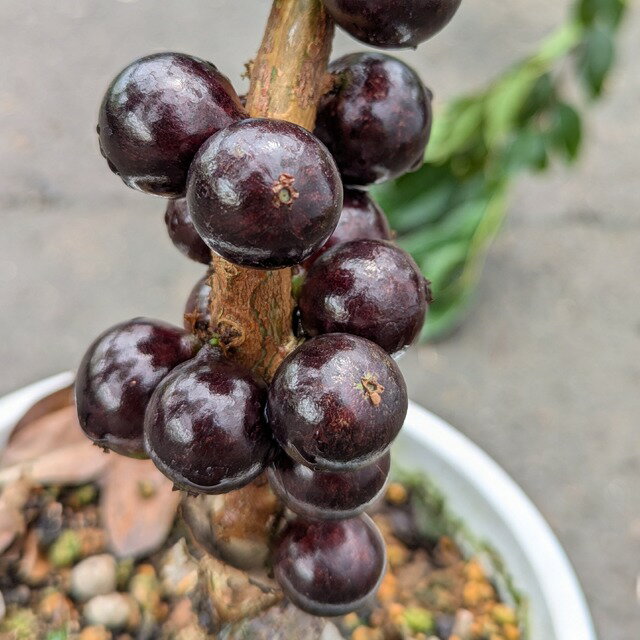 ジャボチカバ 苗 【大葉 四季成り性 ジャボチカバ】 3年生 接ぎ木 ポット大苗 苗木 熱帯果樹 観葉植物 大葉品種