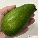 ◆送料無料◆ アボカド 苗 【ズタノ】 2年生接ぎ木苗 (ニーム小袋付き) 果樹 苗木 熱帯果樹 栽培 森のバター アボカド ※北海道・沖縄は送料無料適用外です。